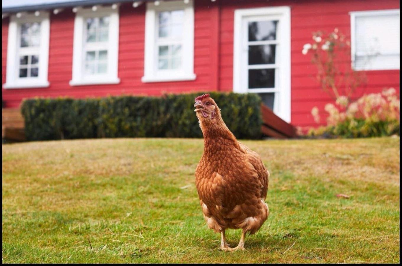 Little Red School House Βίλα Oamaru Εξωτερικό φωτογραφία